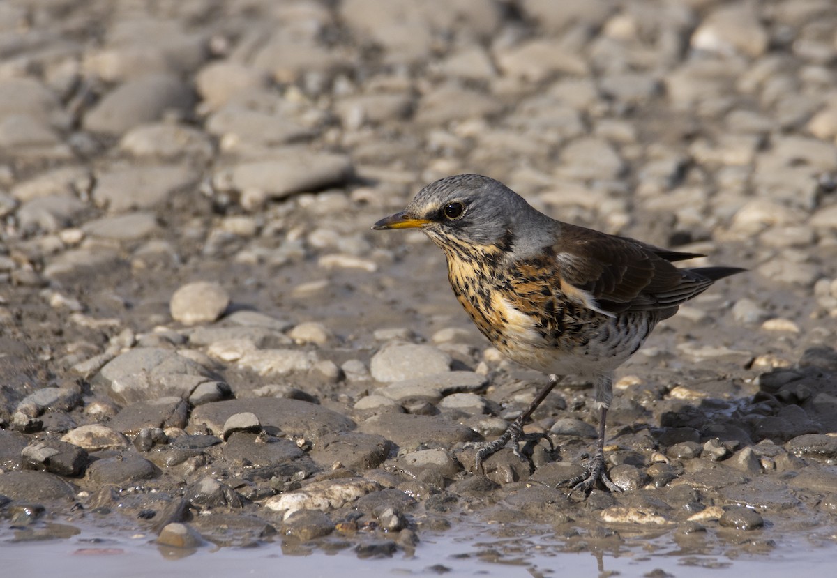 Fieldfare - ML644586009