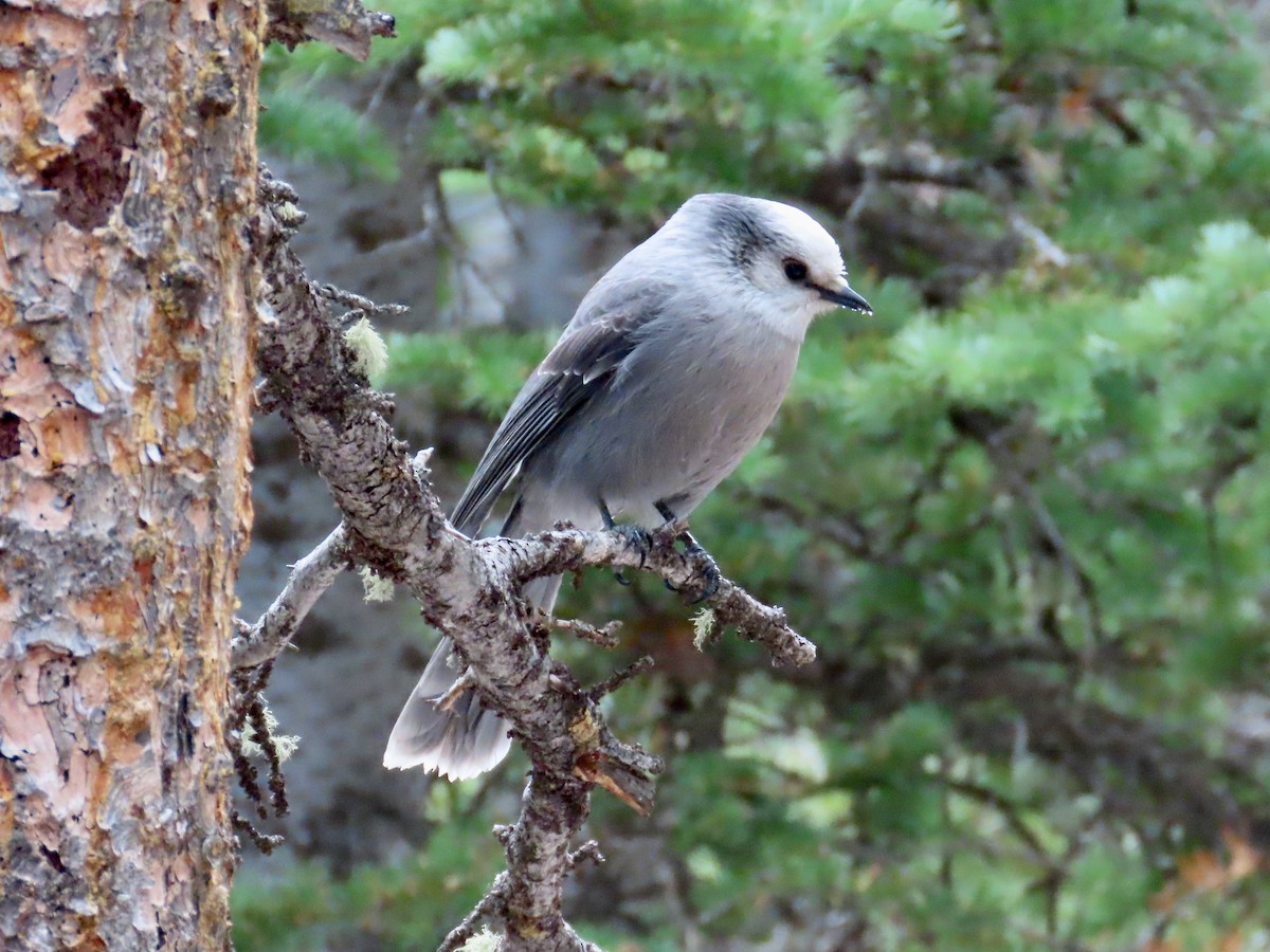 sojka šedá - ML644586010