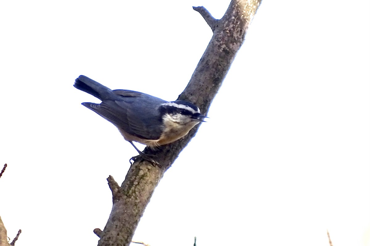 Red-breasted Nuthatch - ML644586011