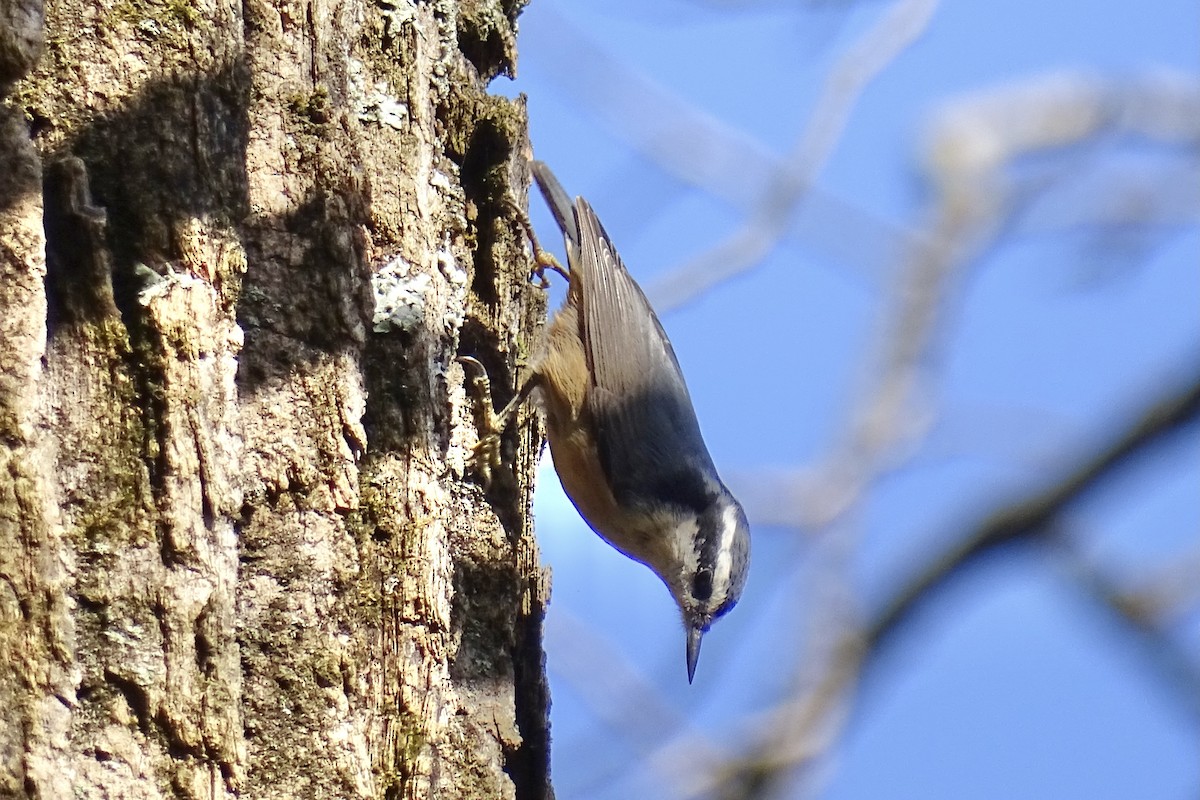 Red-breasted Nuthatch - ML644586012