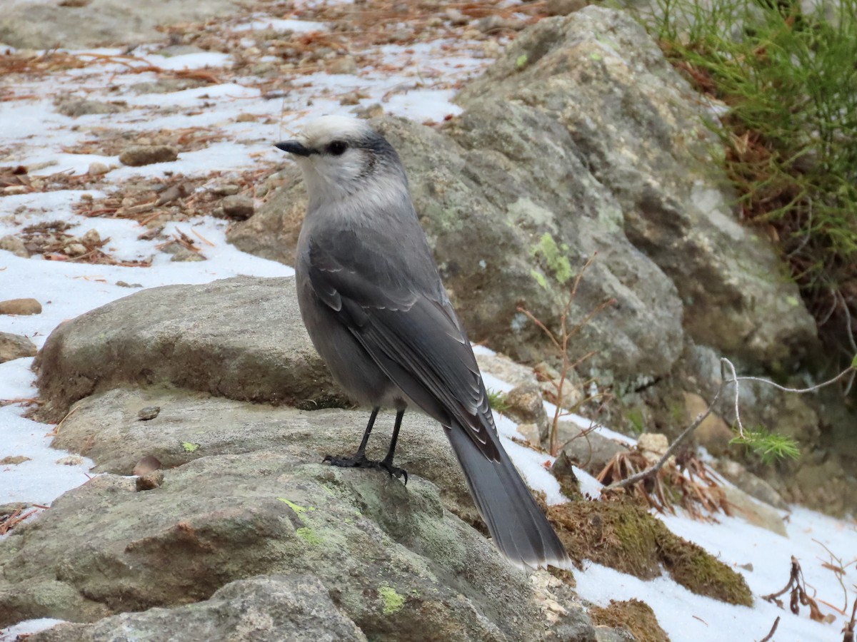 sojka šedá - ML644586013