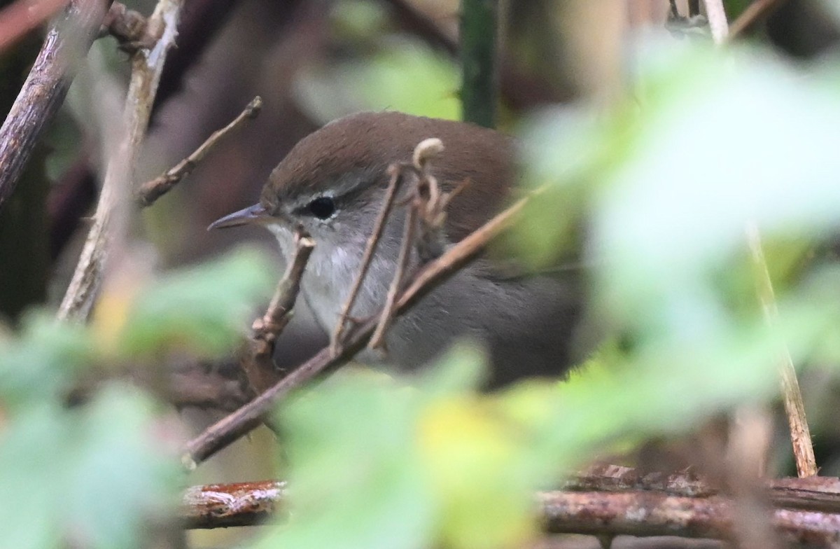 Seidensänger - ML644586015