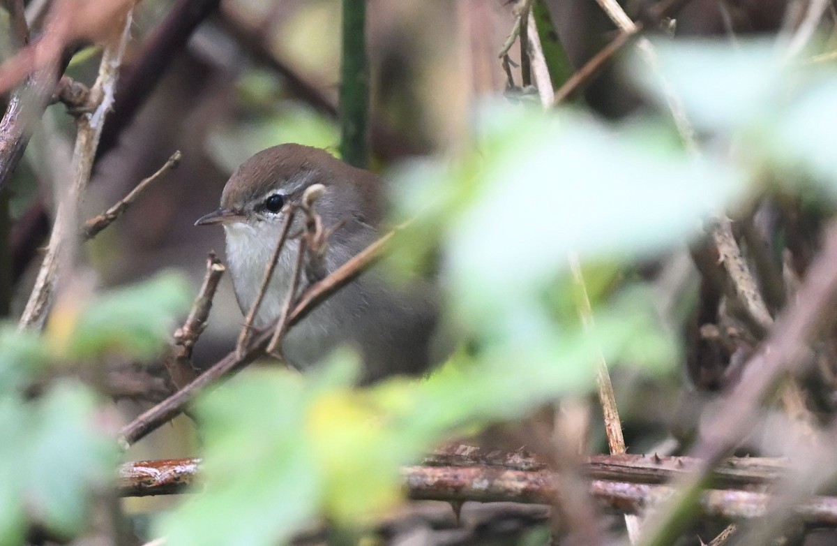 Seidensänger - ML644586016