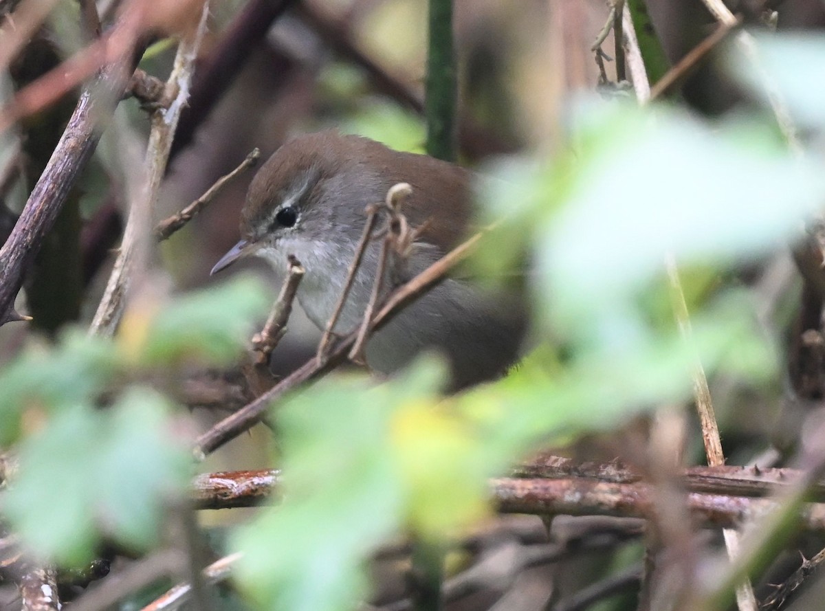 Seidensänger - ML644586017