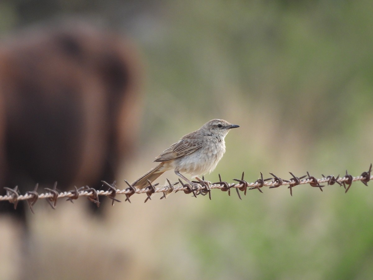 Rufous Songlark - ML644586022
