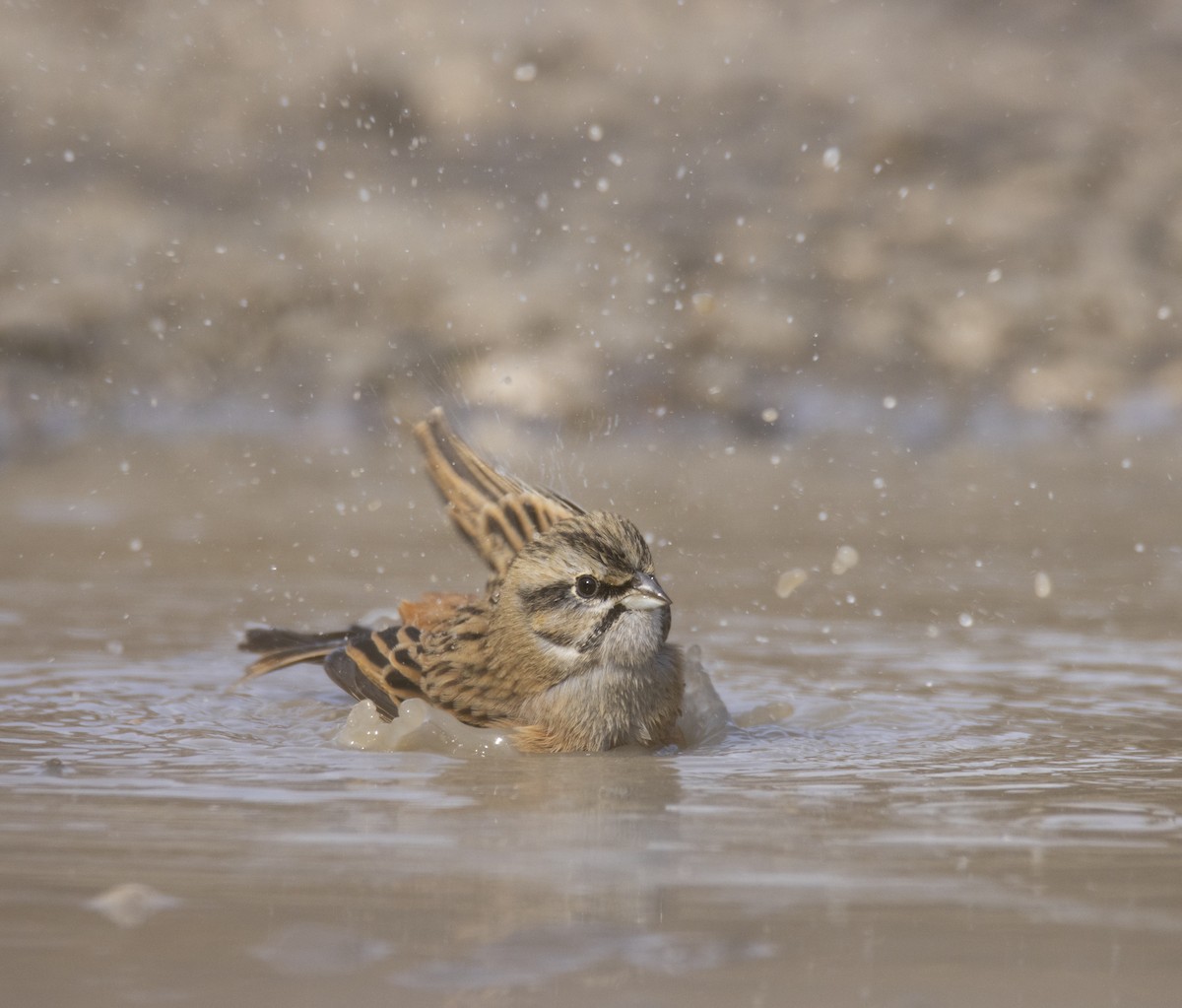 Rock Bunting - ML644586023