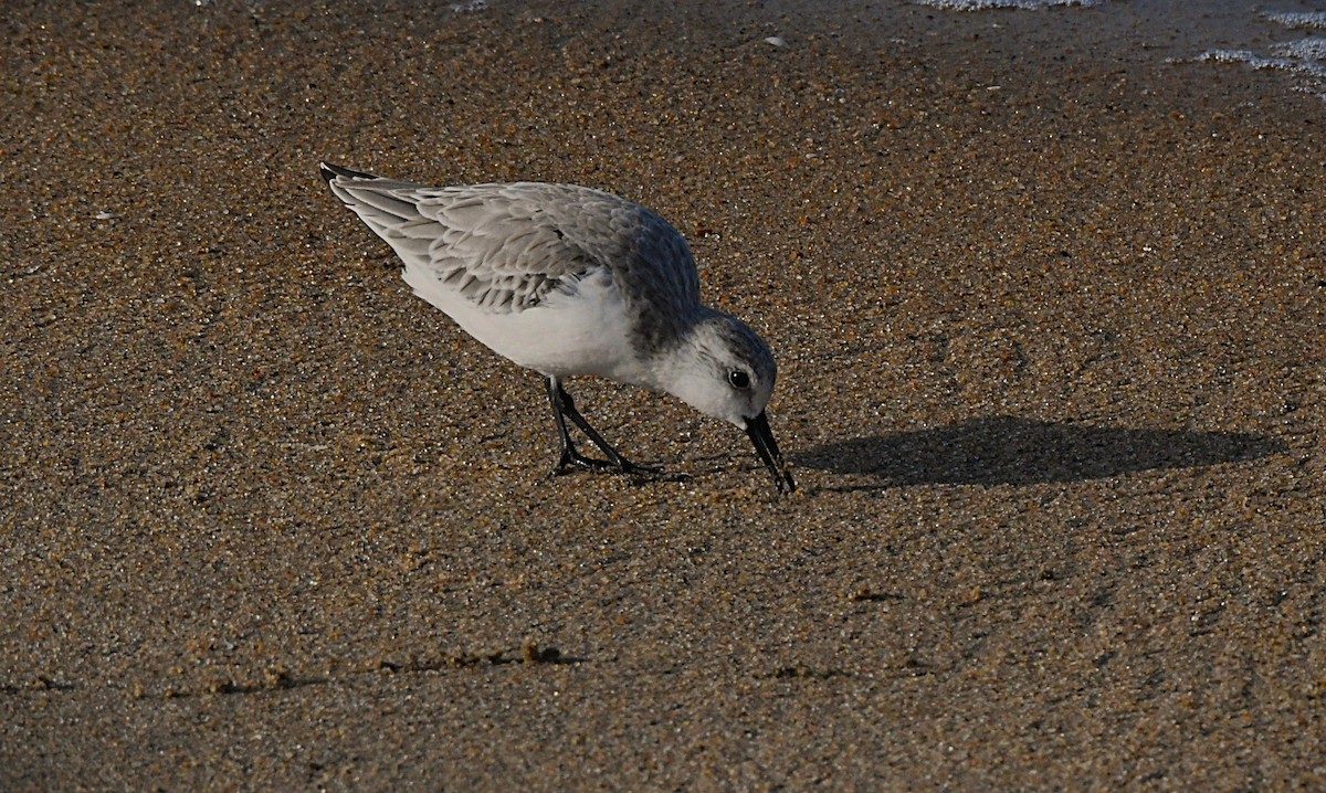 Sanderling - ML644586024