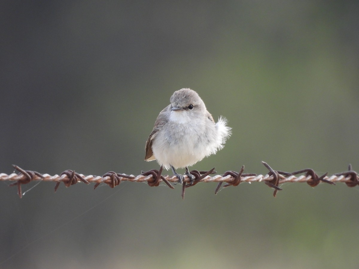 Avustalya Şakıcı Sinekkapanı - ML644586025