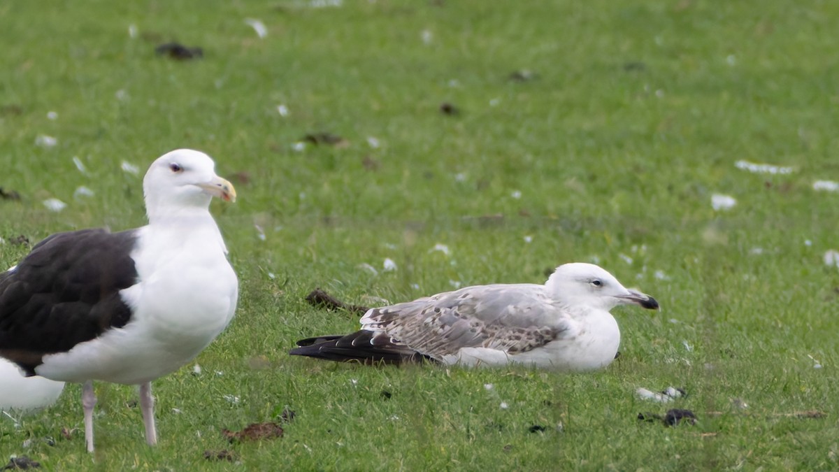 Caspian Gull - ML644586026