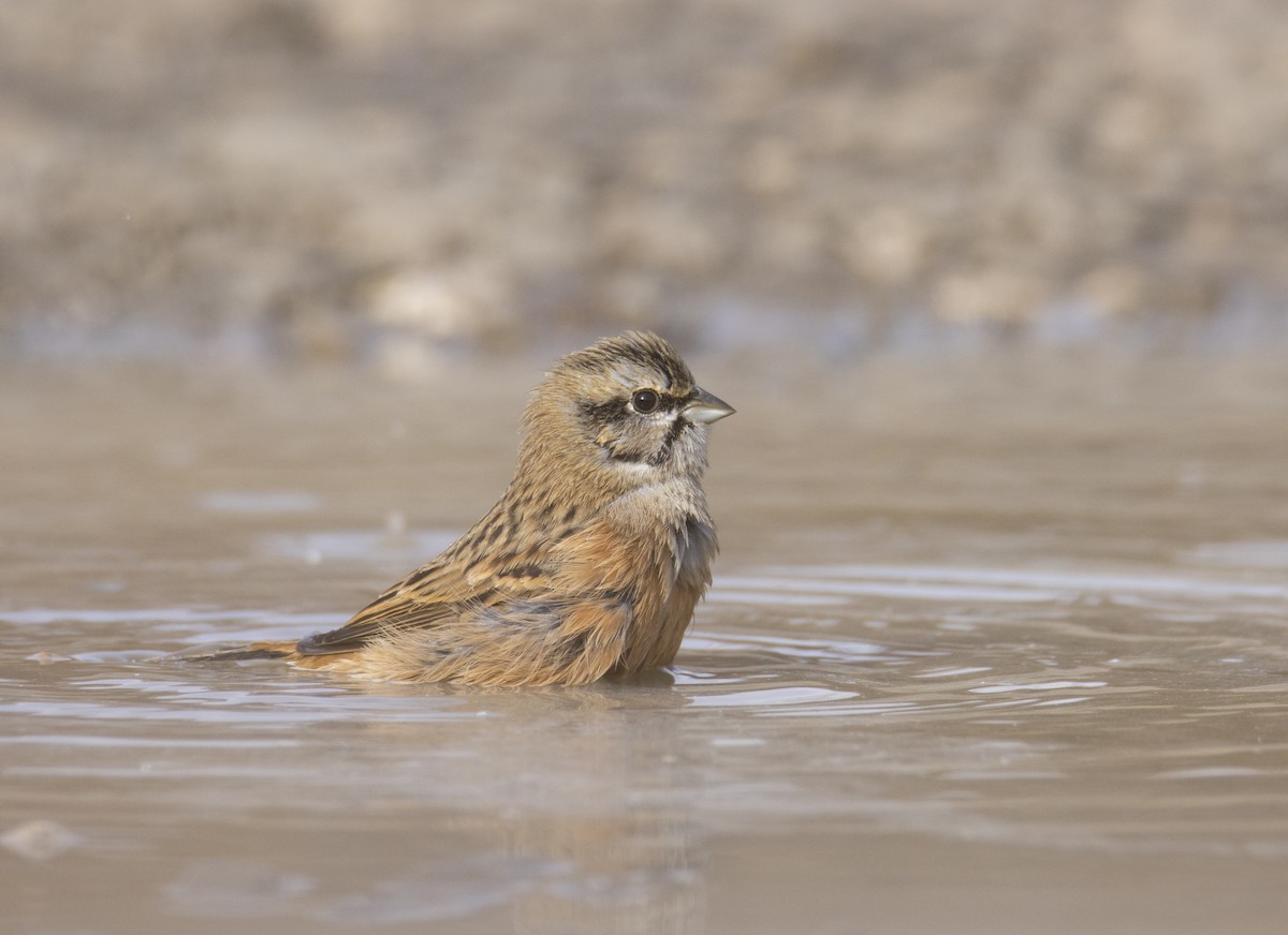 Rock Bunting - ML644586028