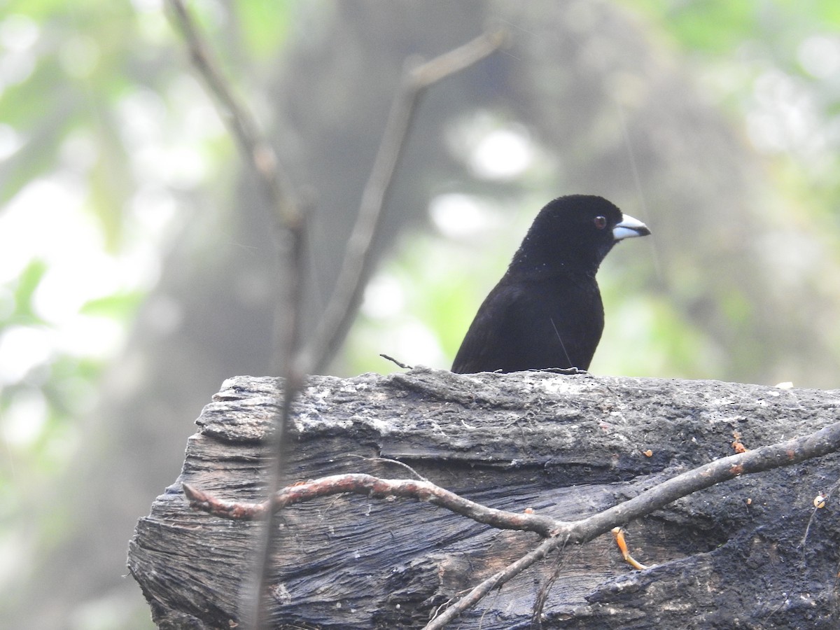 Passerinitangare (passerinii) - ML644586035