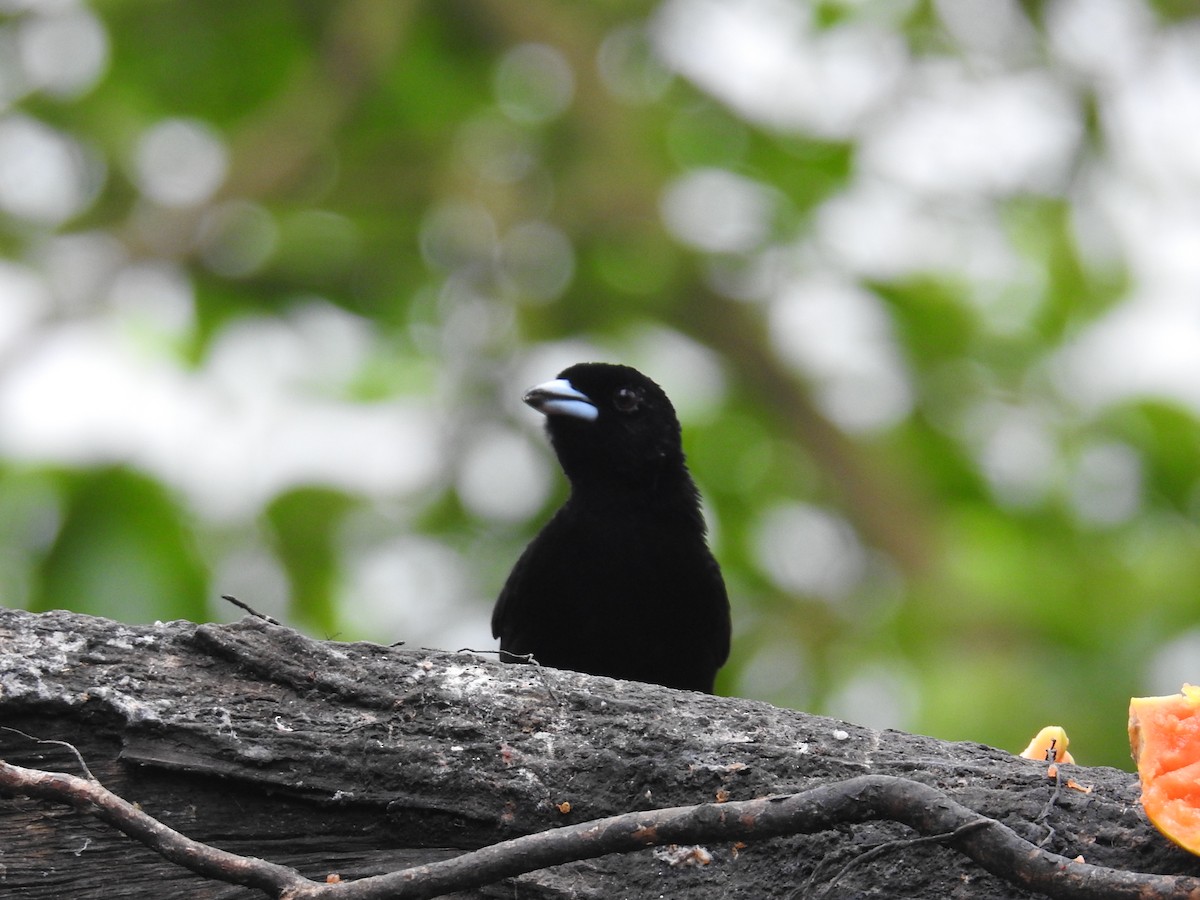 Passerinitangare (passerinii) - ML644586036