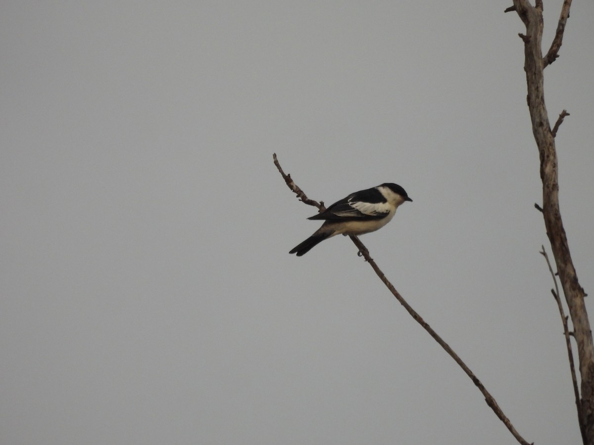 White-winged Triller - ML644586041