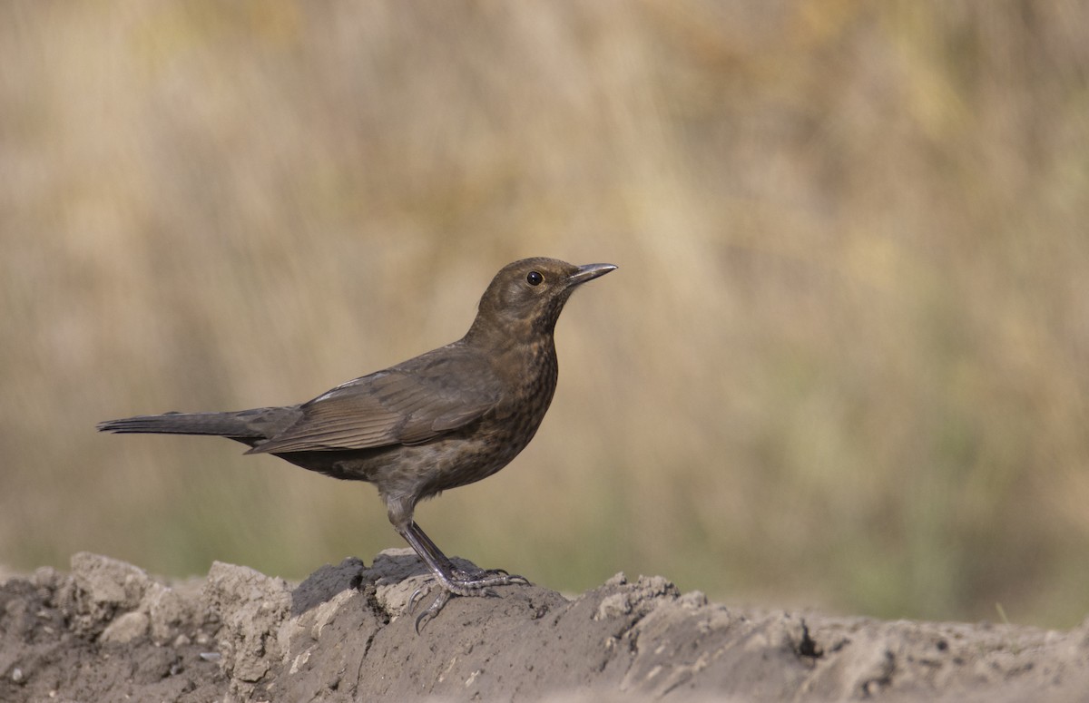 Eurasian Blackbird - ML644586042