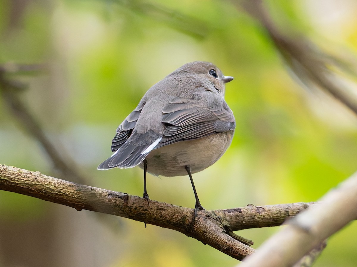 Red-breasted Flycatcher - ML644586043