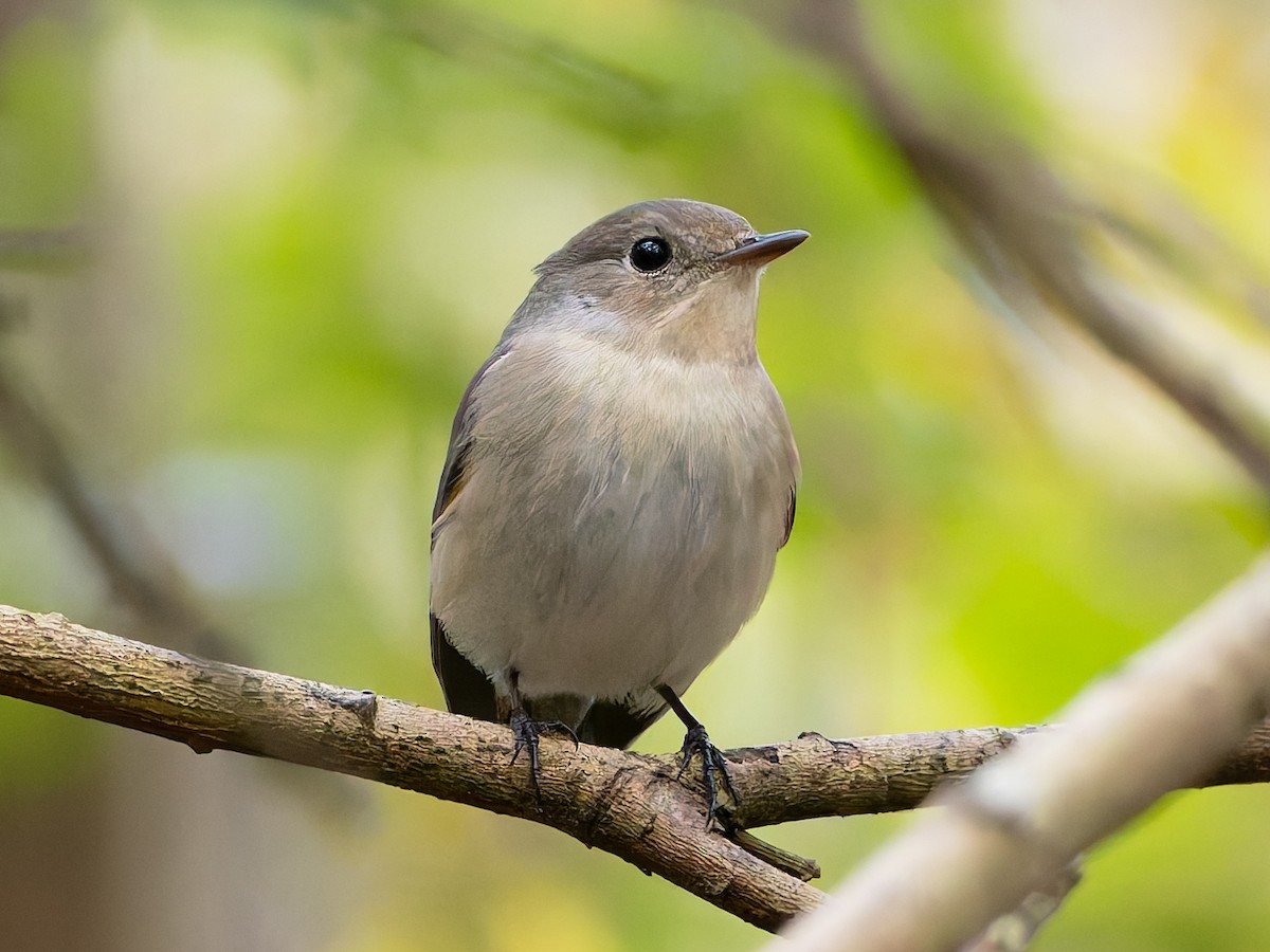 Red-breasted Flycatcher - ML644586044