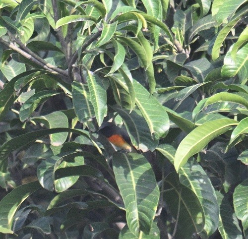 Zwergmennigvogel - ML644586056