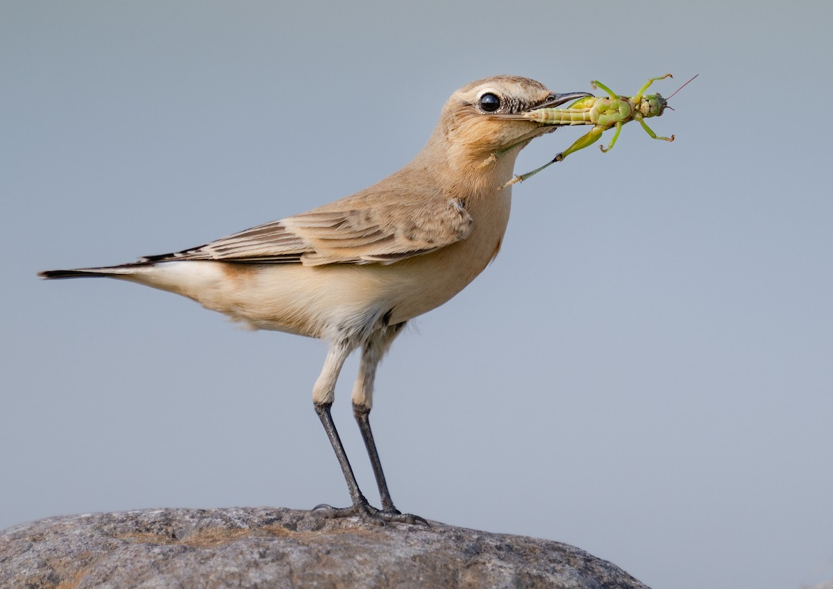 Isabellsteinschmätzer - ML644586057