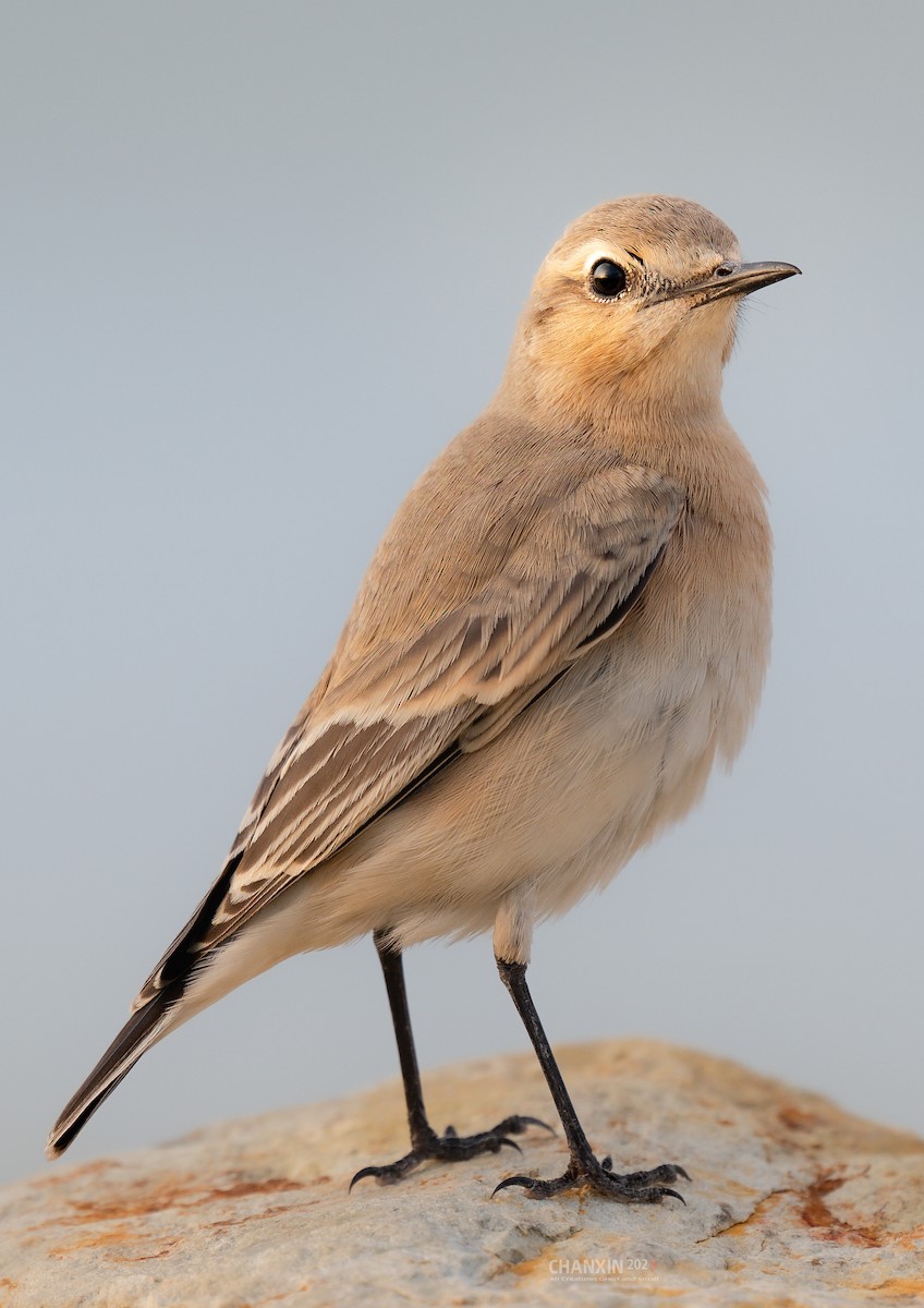 Isabellsteinschmätzer - ML644586066