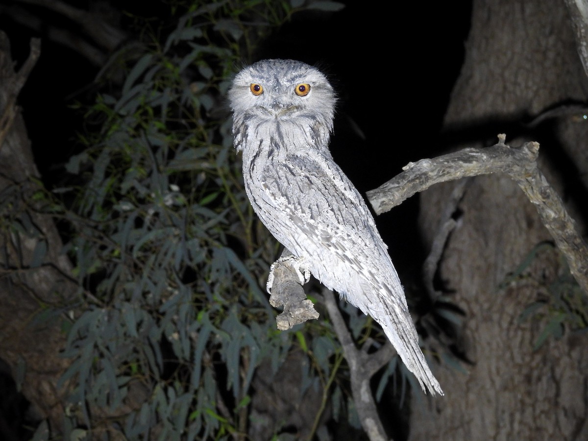 Tawny Frogmouth - ML644586067