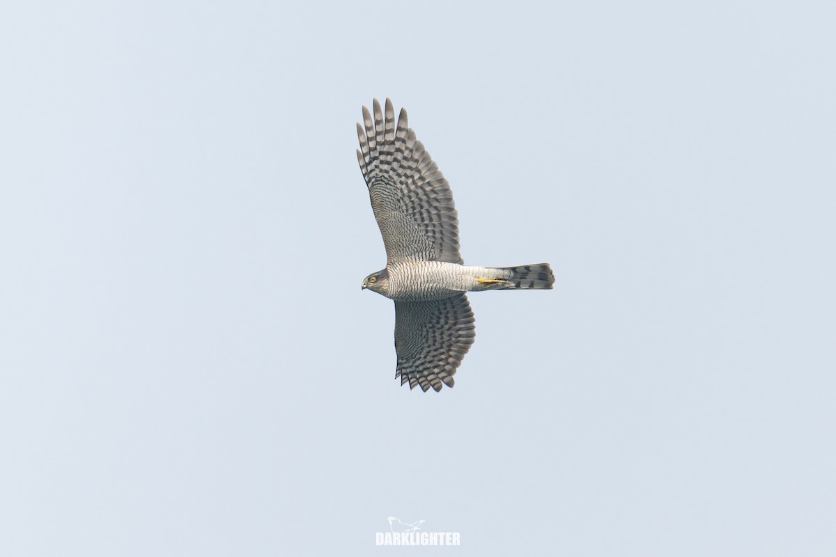 Eurasian Sparrowhawk - ML644586087