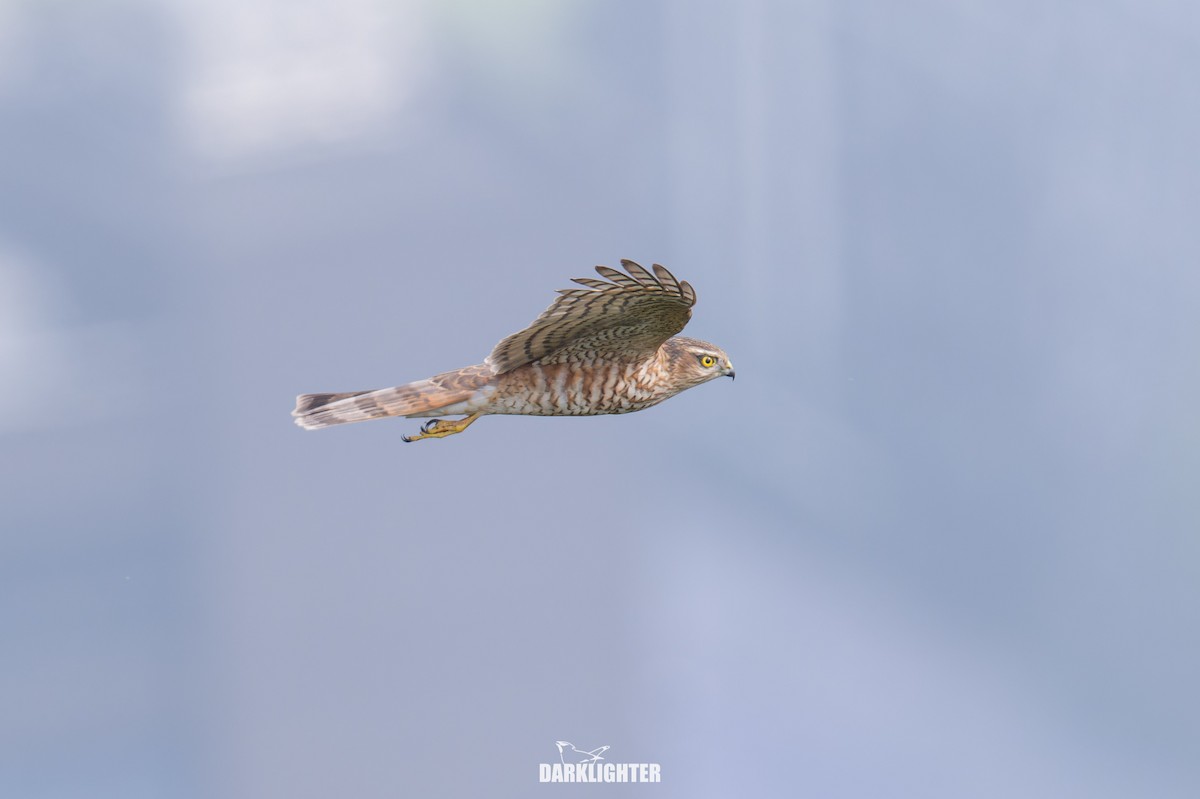 Eurasian Sparrowhawk - ML644586088