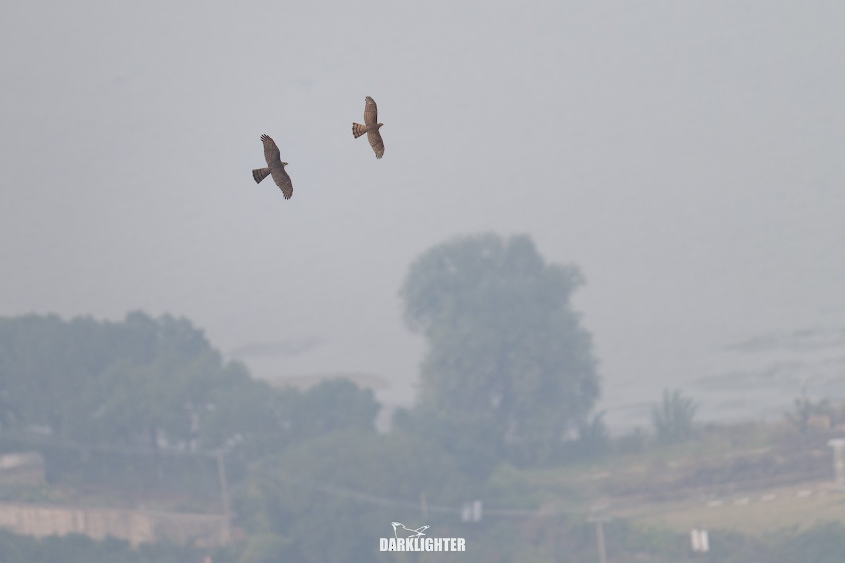 Eurasian Sparrowhawk - ML644586089