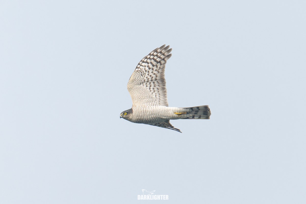 Eurasian Sparrowhawk - ML644586090
