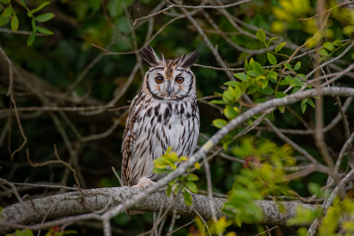 Striped Owl - ML644586095