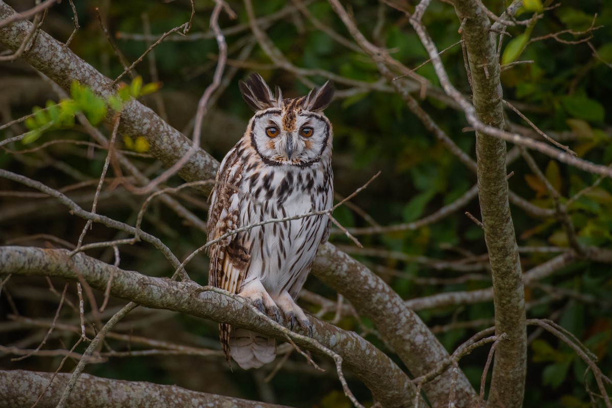 Striped Owl - ML644586096