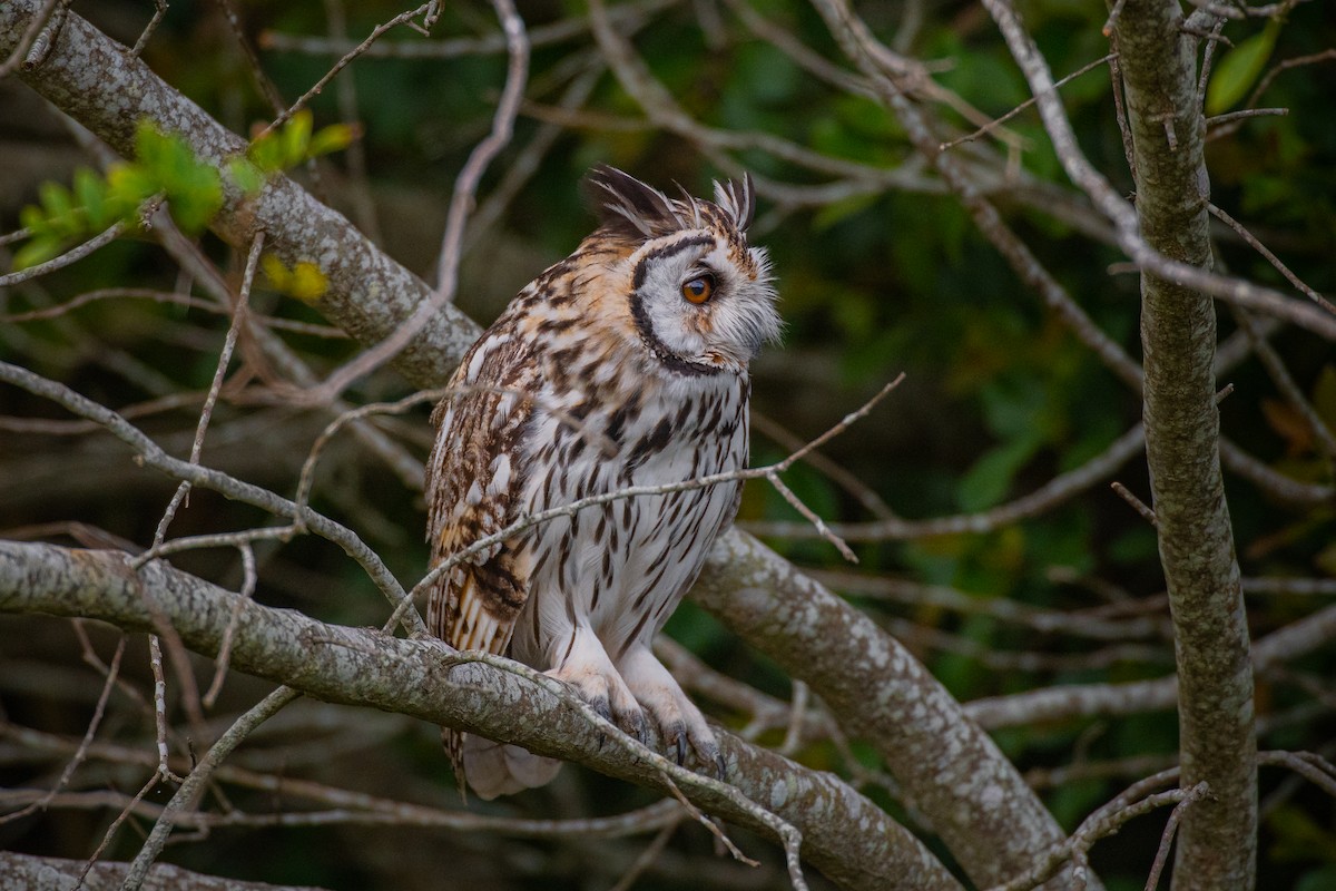 Striped Owl - ML644586097