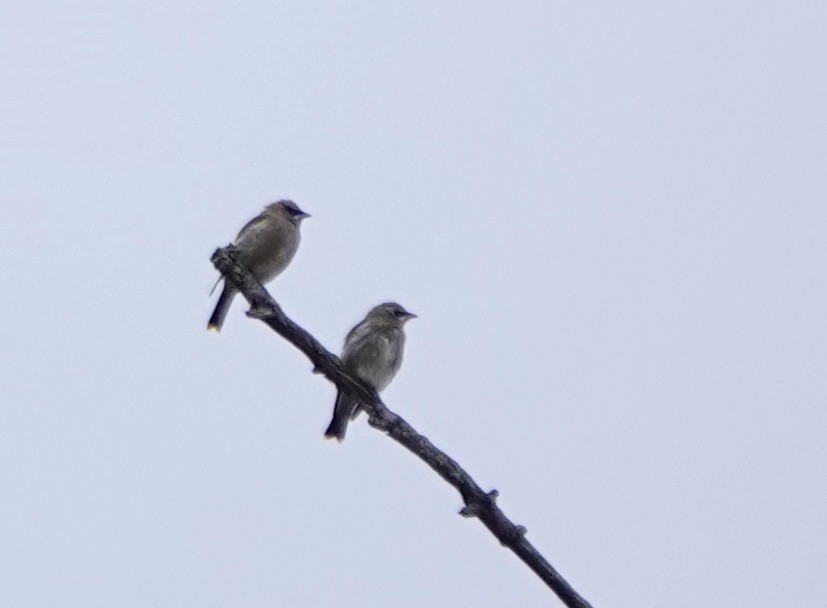 Cedar Waxwing - ML644586100