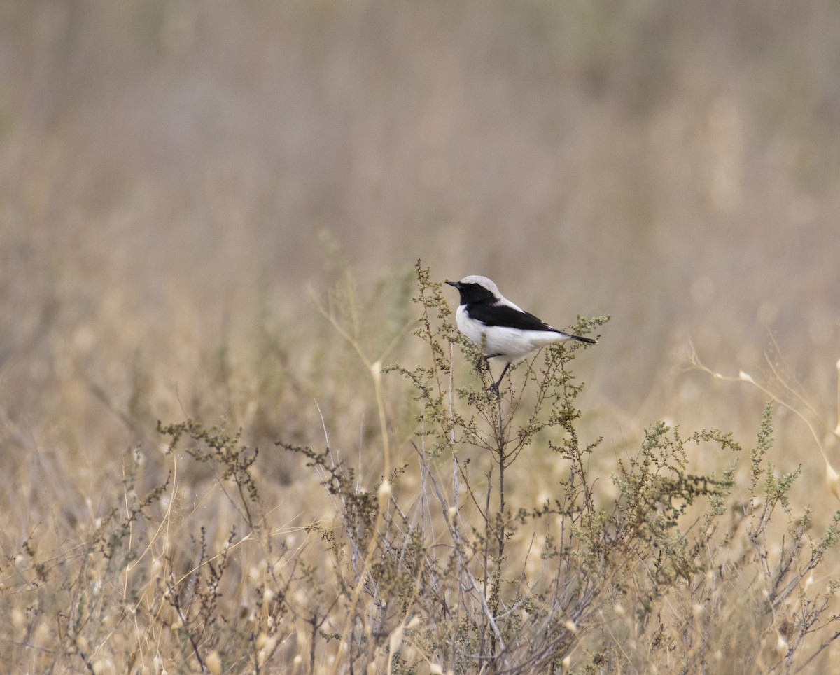 Finsch's Wheatear - ML644586101