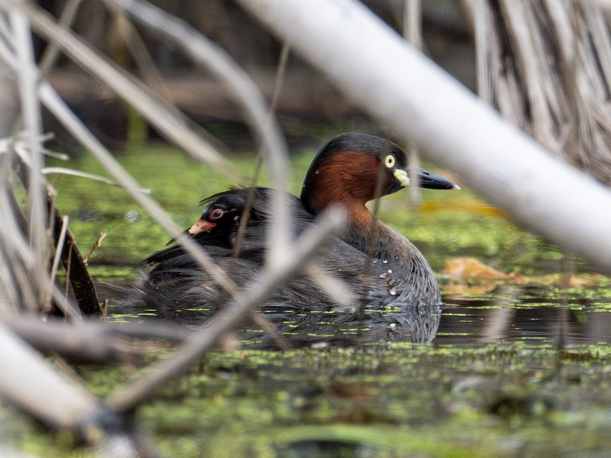 dvergdykker - ML644586105