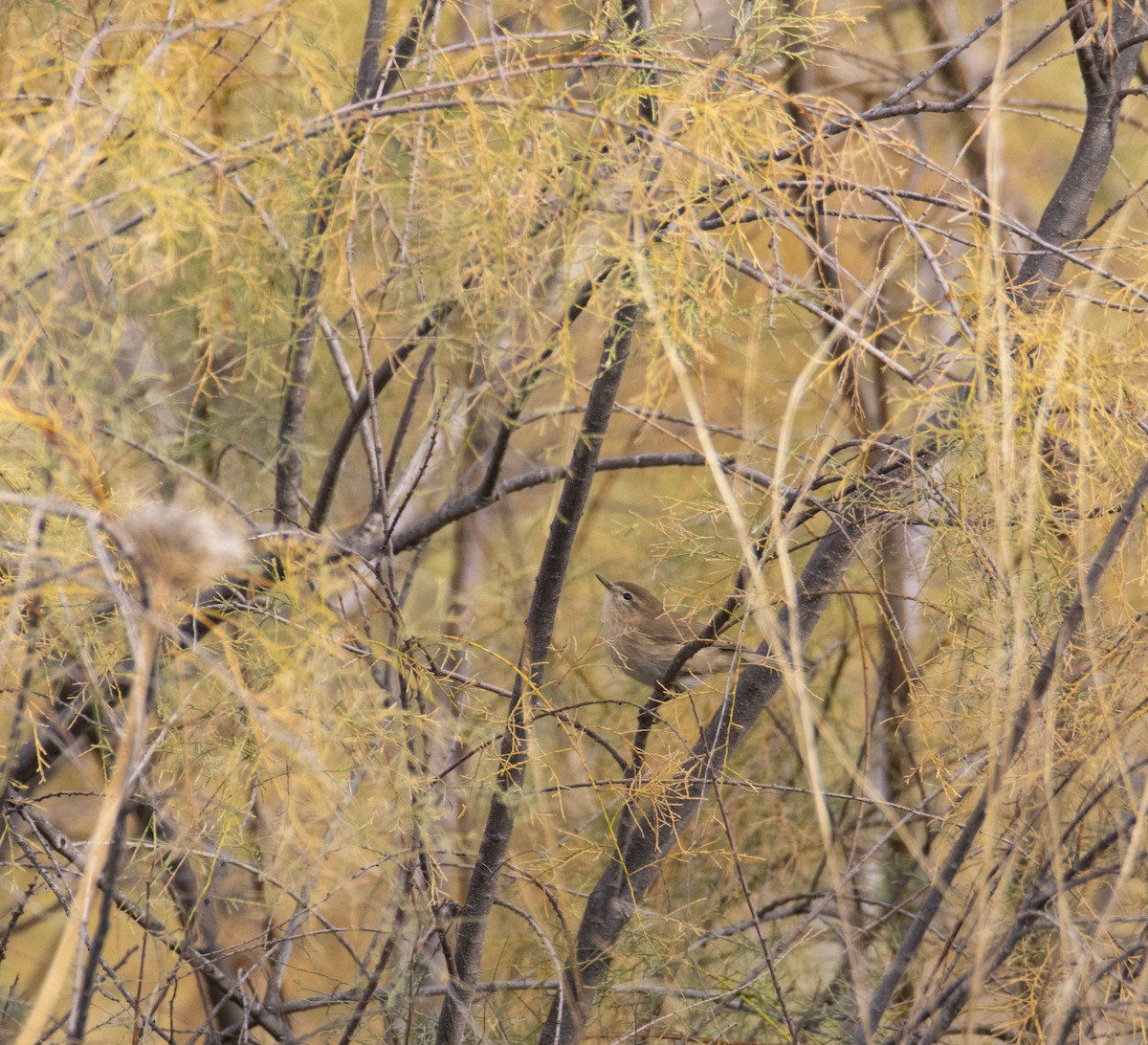 Mountain Chiffchaff - ML644586108