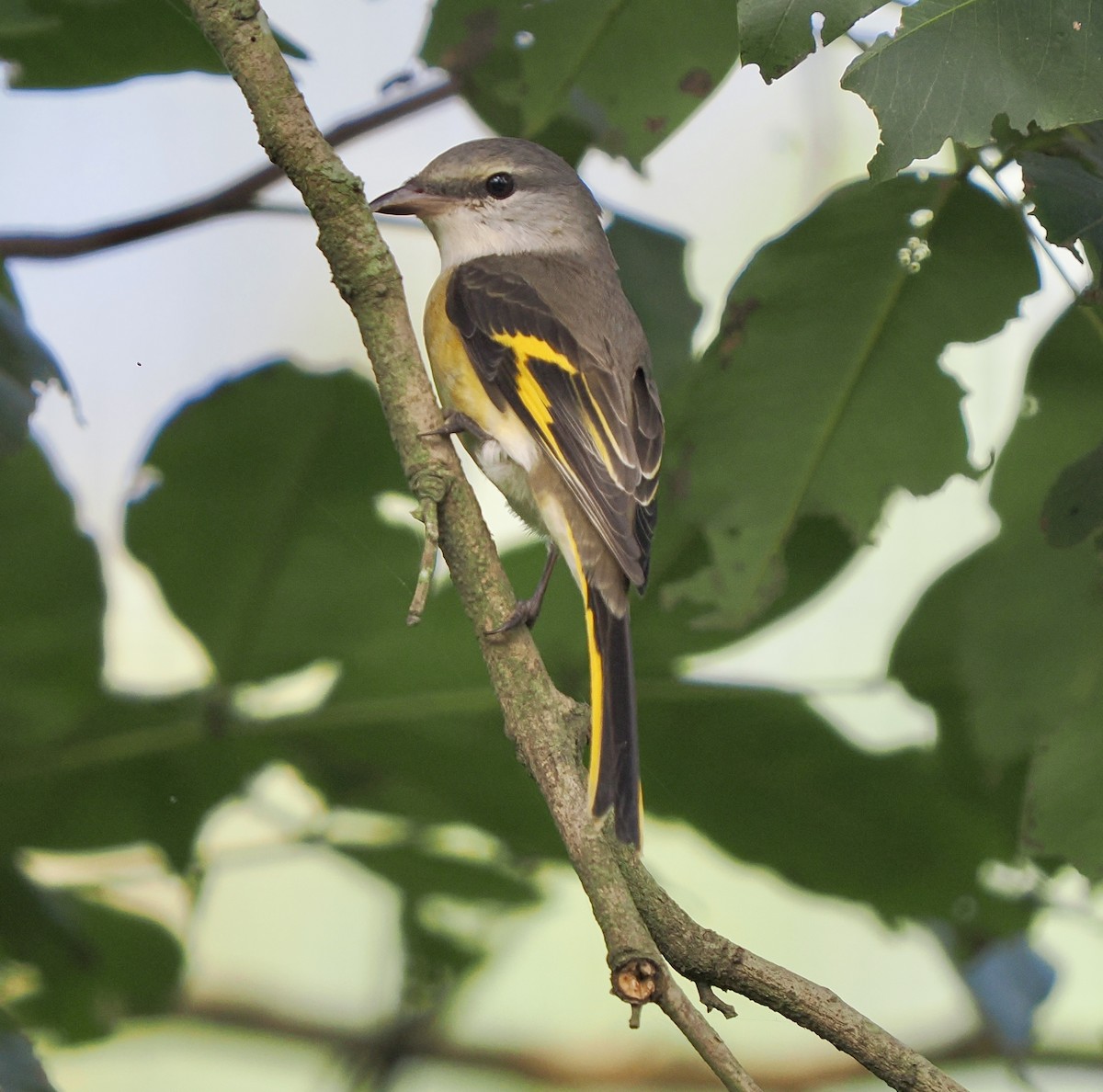 Rosy Minivet - ML644586109