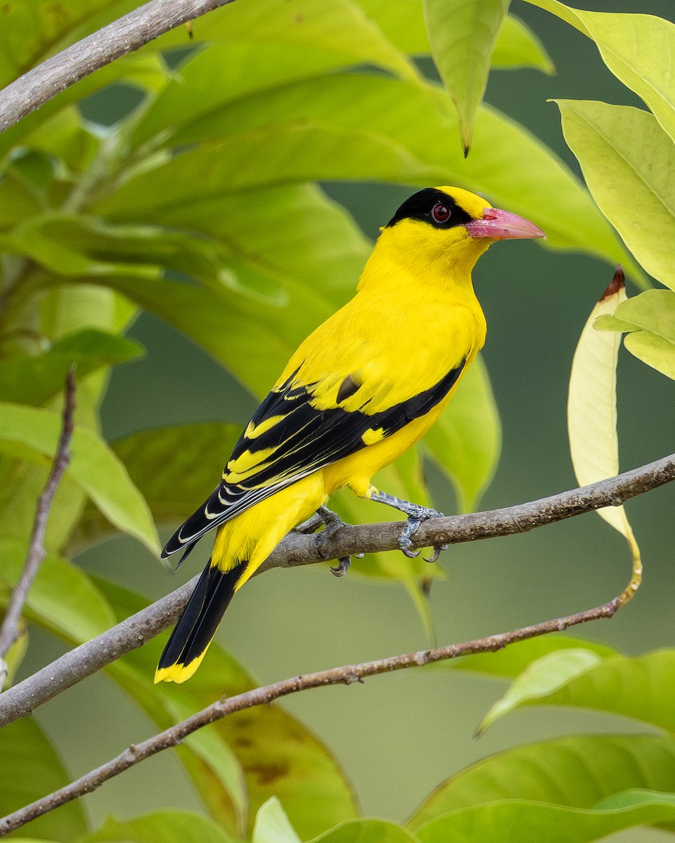 svartnakkepirol - ML644586111