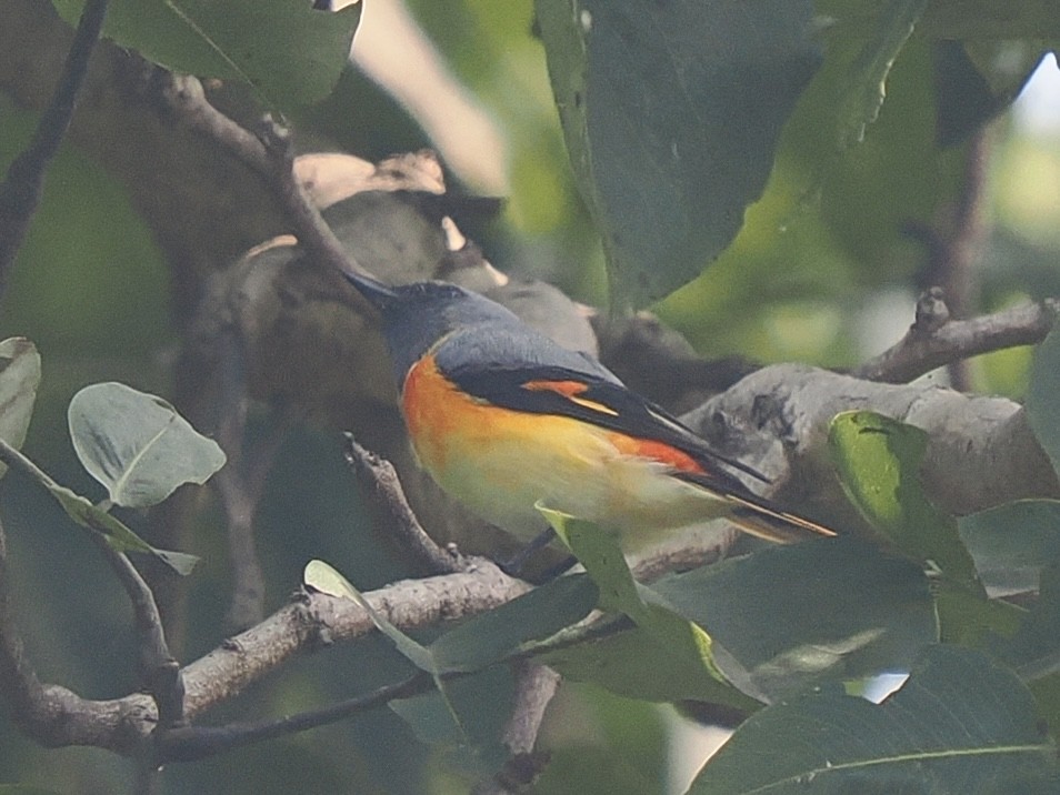 Zwergmennigvogel - ML644586113