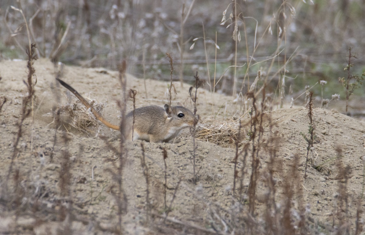 Libyan Jird - ML644586116