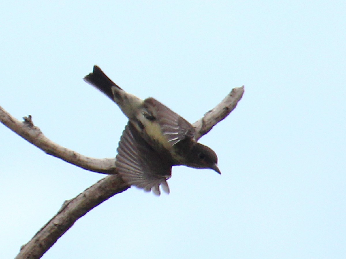 Boreal Sinekkapan - ML644586118