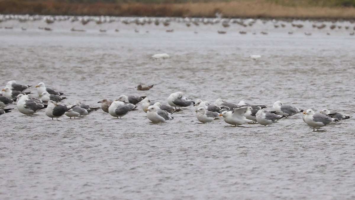 Doğu Asya Gümüş Martısı - ML644586119