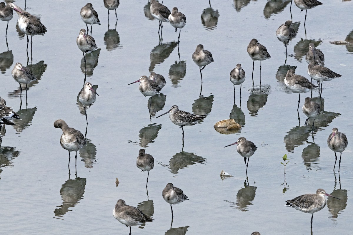 Asya Ak Sırtlı Suçulluğu - ML644586120