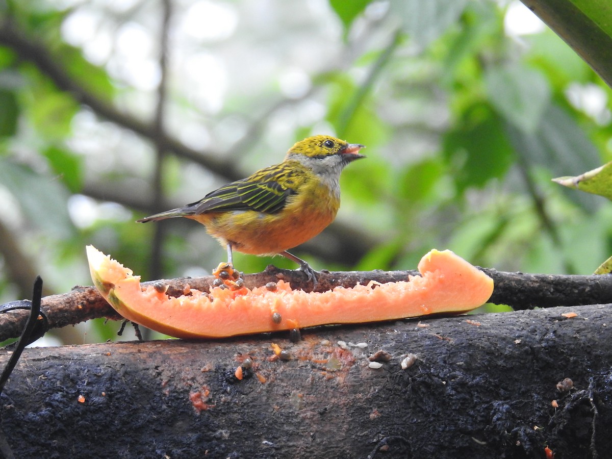 Gümüş Boyunlu Tangara - ML644586122