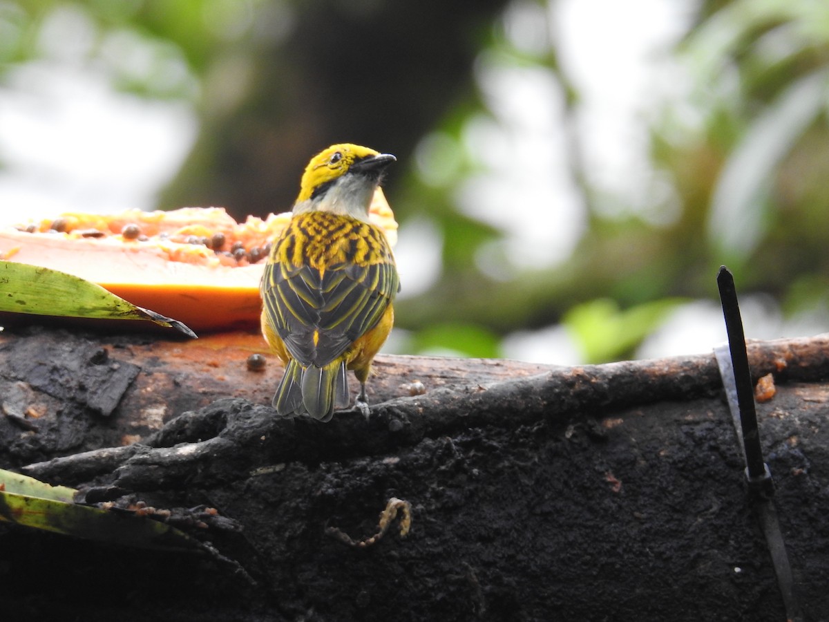 Gümüş Boyunlu Tangara - ML644586123