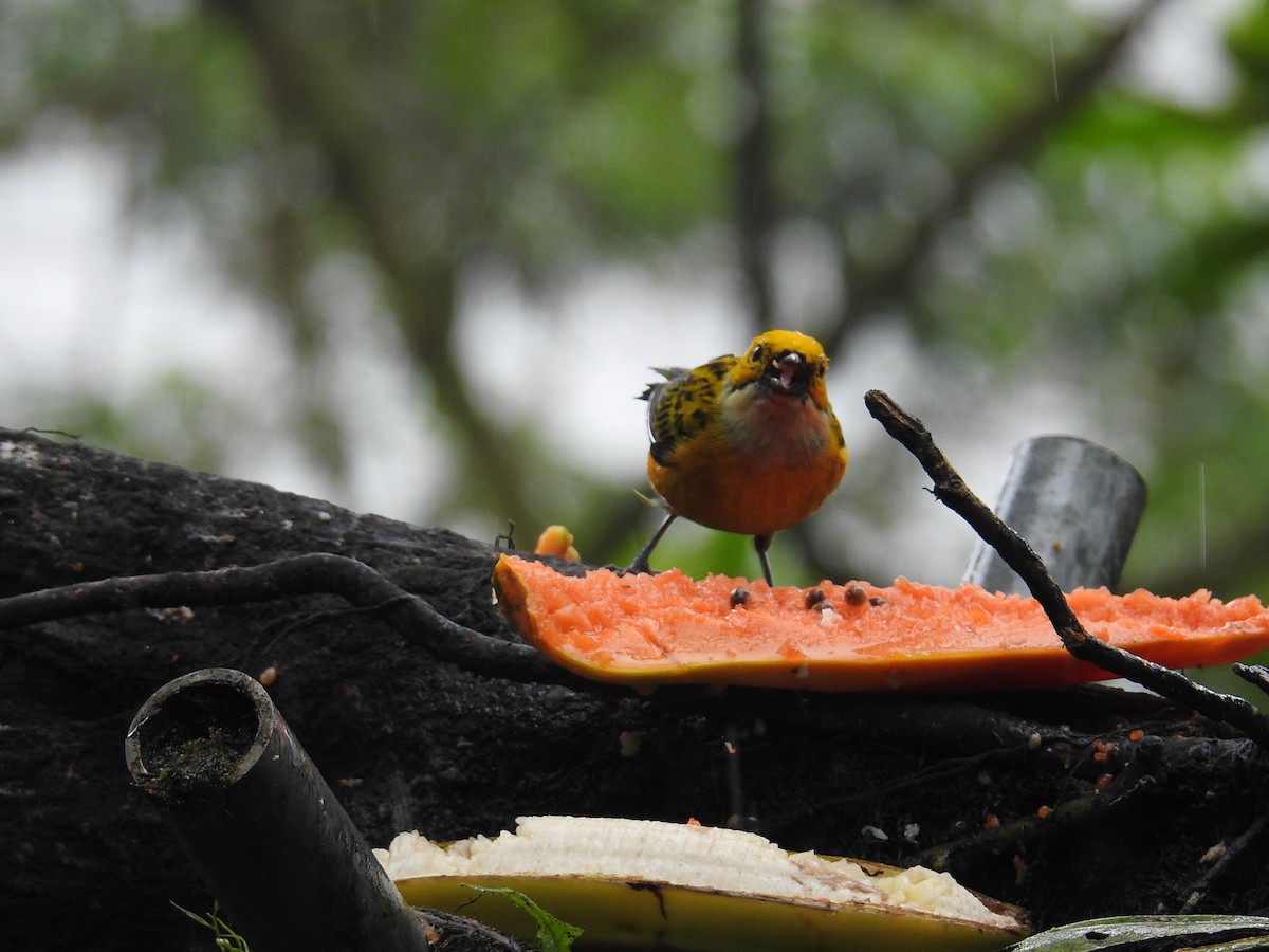 Gümüş Boyunlu Tangara - ML644586124