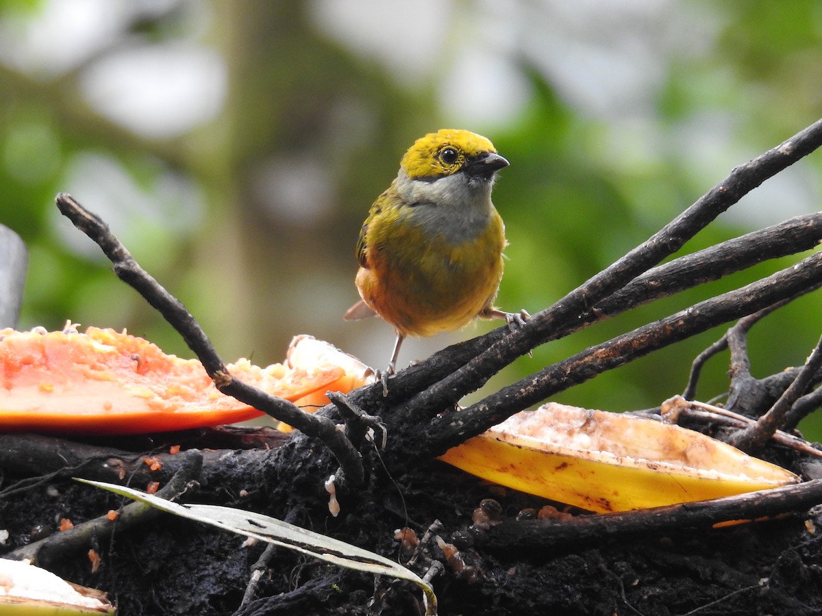 Gümüş Boyunlu Tangara - ML644586125