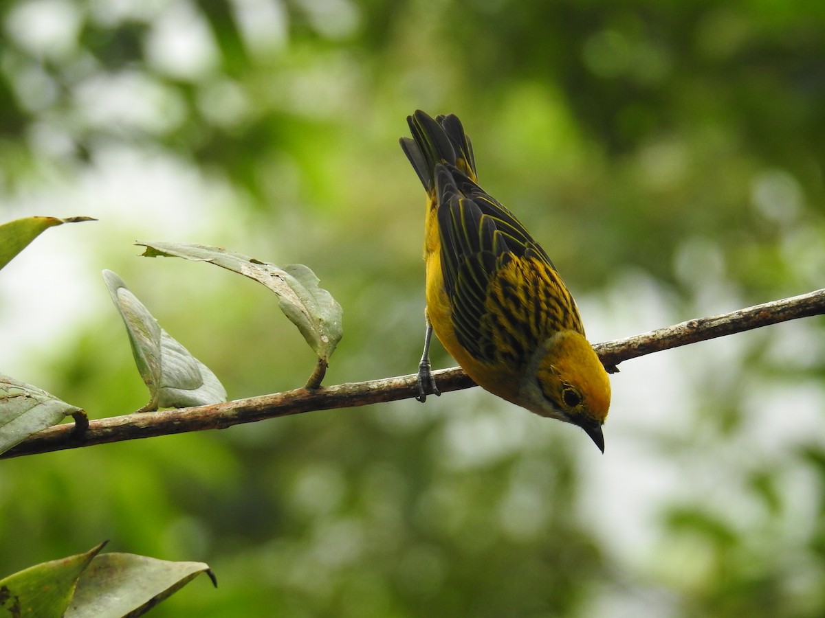 Gümüş Boyunlu Tangara - ML644586126
