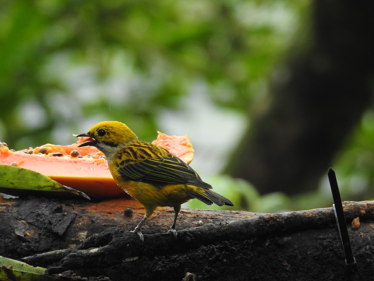 Gümüş Boyunlu Tangara - ML644586127