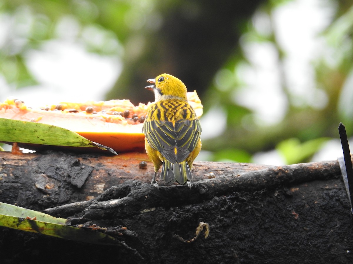 Gümüş Boyunlu Tangara - ML644586128