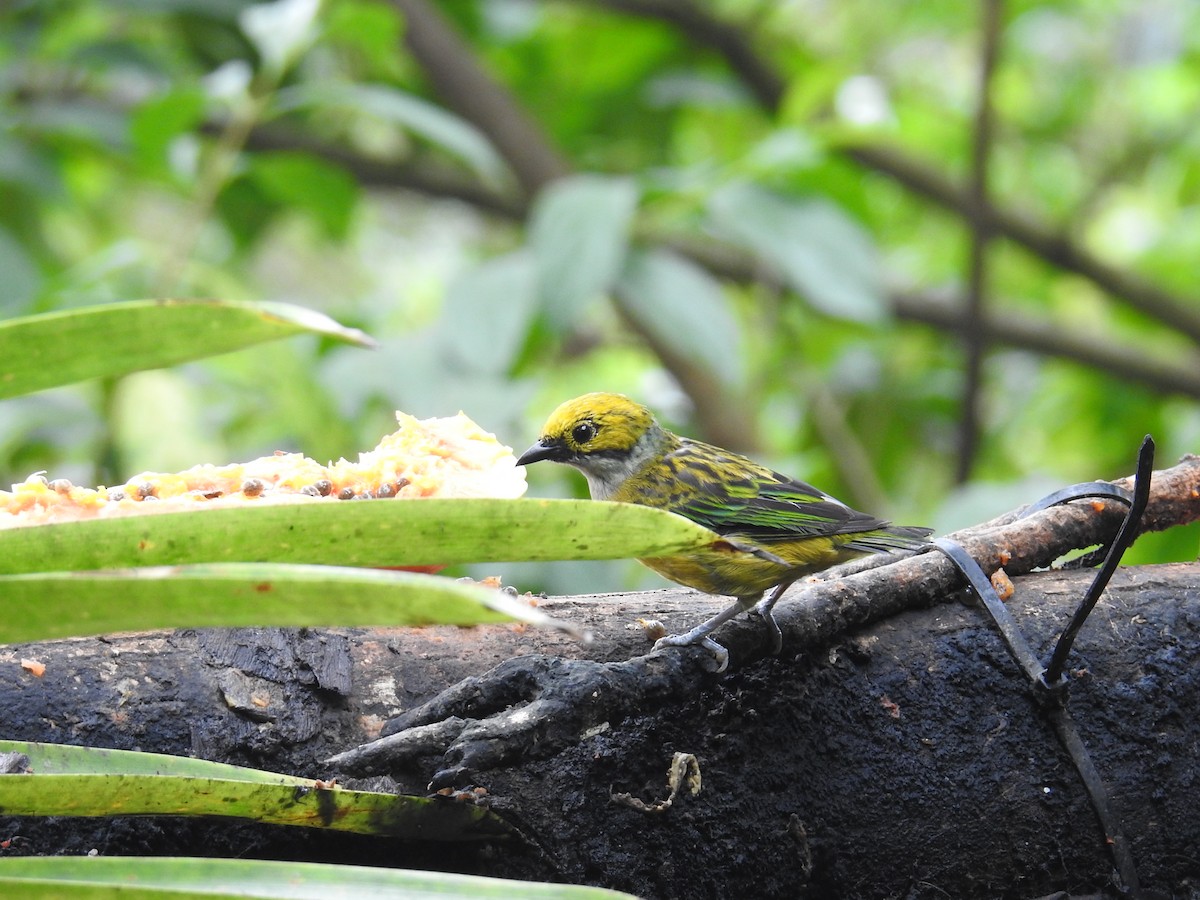 Gümüş Boyunlu Tangara - ML644586130